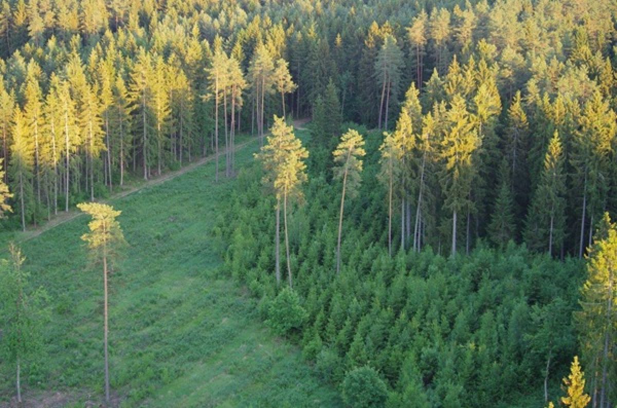 Nuo kirtimo iki atsodinimo: miško valdymo ciklas su UAB "Savos Girios"