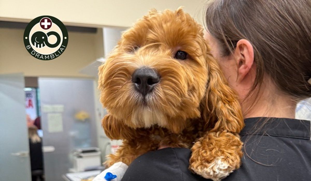 Pirmą kartą Lietuvoje - pirmaujantys veterinarijos gydytojai, plačiausia ligų diagnostika, chirurgija, gyvūnų hospitalizacija ir reabilitacija yra sutelkti po vienu stogu