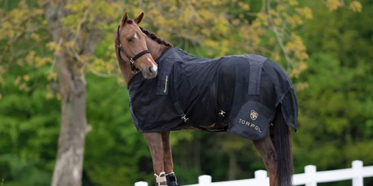 Maisto papildai ir aksesuarai žirgams internetu visoje Lietuvoje