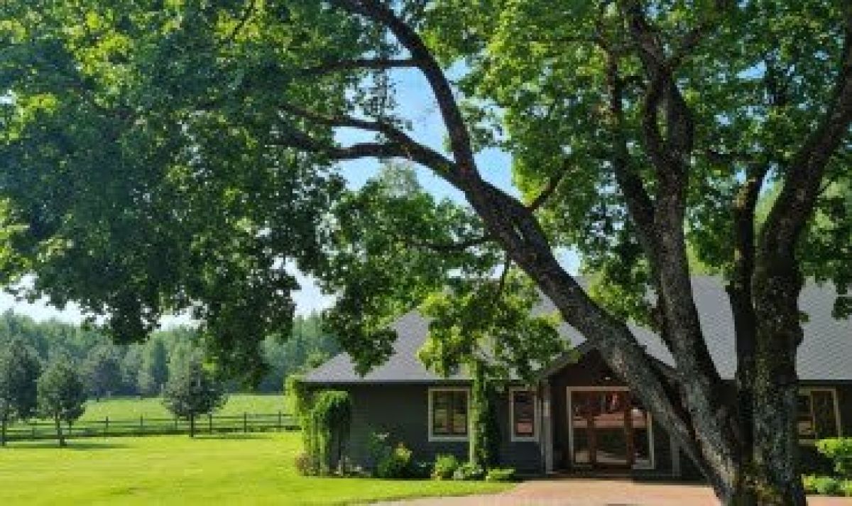 Pavojingas medis kieme, seno medžio priežiūra, audros žala – arboristo atsakymai