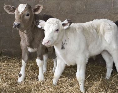 Perkam galvijus skerdimui ir auginimui