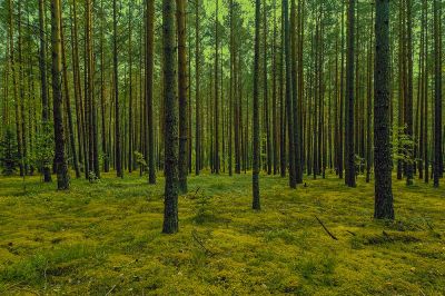 PERKAME MIŠKĄ PIETŲ LIETUVOJE
