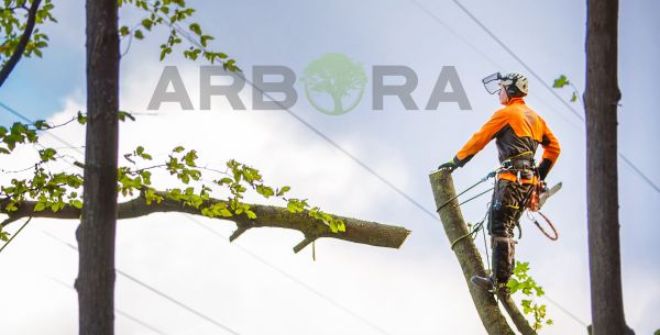 Apželdinimo paslaugos su Arbora!