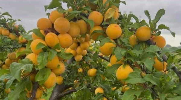 Puikios kokybės sodinukai, vaiskrūmiai!