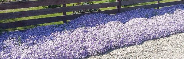 Gyvatvoriniai žydintys krūmai