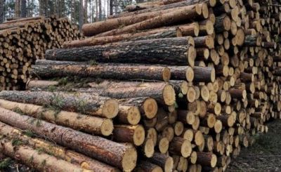 EURO PJŪKLAS, UAB -  miškų pirkimas, miškų kirtimas Mažeikiai, Plungė, Skuodas, Vakarų Lietuva, visa Žemaitija, visa Lietuva