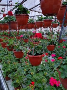 Jankauskų gėlininkystės ūkis, balkoninės, vasarinės, daugiametės gėlės Kretinga, Klaipėdos apskritis