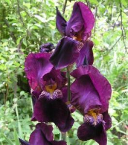 AUGALŲ NAMAI ® - augalai, sodinukai, prekyba internetu