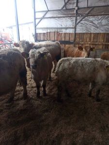 Galvijų supirkimas visoje Lietuvoje ir Baltijos šalyse