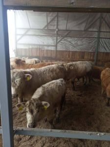 Veršelių pirkimas ir pardavimas ūkiuose