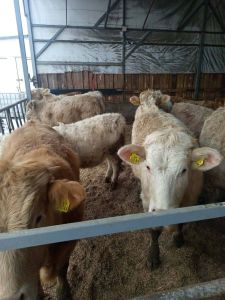 Bulių, karvių ir telyčių supirkimas