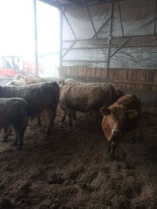 Gyvulių svėrimas vietoje patogiu klientui metu