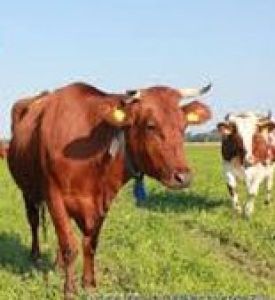 Gyvulių supirkimas ir transportavimas