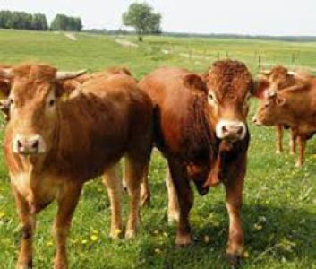 Veršelių supirkimas, veršelių pardavimas Kapčiamiestyje