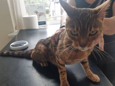 KURORTO VETERINARIJA, UAB