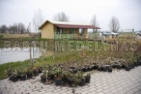 BABTŲ MEDELYNAS, UAB - Lietuvoje užauginti vaismedžių, vaiskrūmių sodinukai
