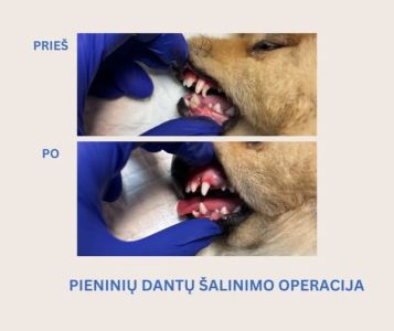 Pieninių dantų šalinimo operacija augintiniui