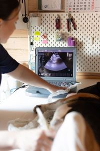 Moderni diagnostika, laboratoriniai tyrimai ir echoskopija augintiniui