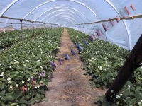 INETOS IR DAINIAUS SERVŲ ŪKIS