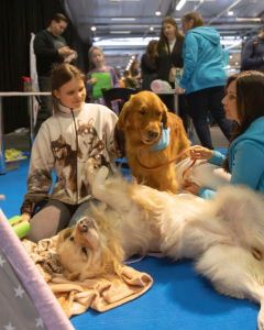 Aktyvi šunų sporto ir dresūros veikla, kinologijos renginiai