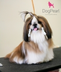 DOG PEARL, MB