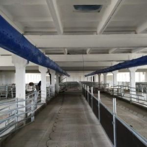 Modernios vedinimo sistemos įrengimas veršelių fermoje