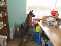 DOMANTIRA, UAB - veterinarijos paslaugos