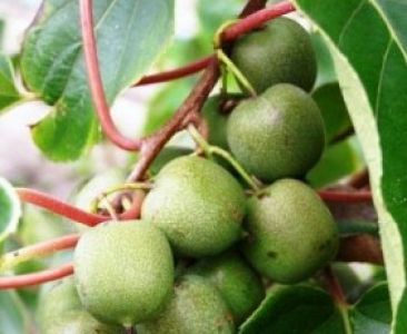 ALDOVIDAS - Palažijos Broniaus - Vido dekoratyvinių augalų medelynas