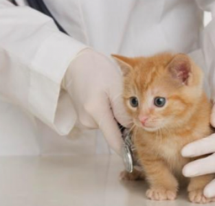 P. Šeškaus veterinarinė tarnyba Rokiškyje