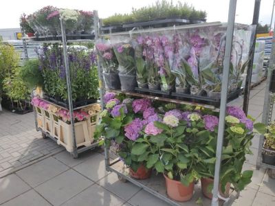 DENDRĖJA, gėlių salonas, Ž. MIKAITĖS įmonė