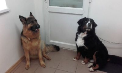 ARO veterinarijos vaistinė, šunų kirpykla,  UAB VILGIS