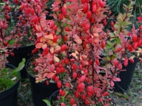 TOMO PANKOS MEDELYNAS