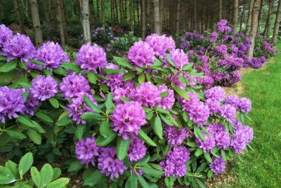 MEDELYNAS MOLINĖ - dekoratyviniai spygliuočiai, dekoratyviniai lapuočiai, landšafto dizainas Kelmės rajonas