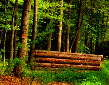 SENAS MIŠKAS, UAB - miško pirkimas, kirtimas Alytaus apskrityje, visoje Lietuvoje