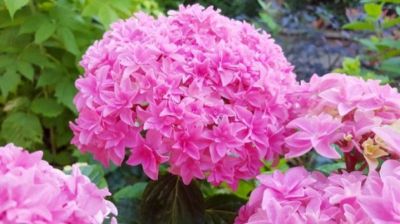 DAMSAL GĖLĖS APŽELDINIMUI, ŽŪB - balkoninės, vasarinės, daugiametės gėlės apželdinimui Vilniuje