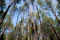 GRAŽMEDIS, MB