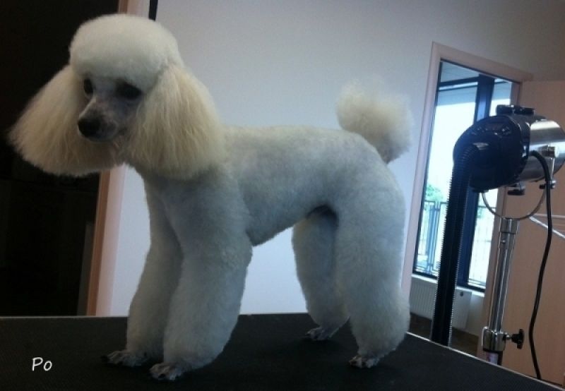 DOG AND CAT BOUTIQUELUXURY SPA, UAB Zoostilius šunų kirpykla