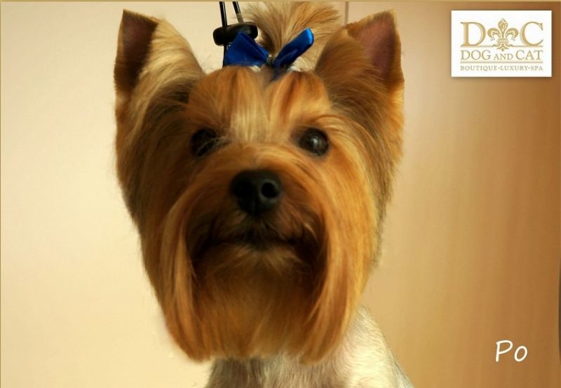 DOG AND CAT BOUTIQUELUXURY SPA, UAB Zoostilius šunų kirpykla