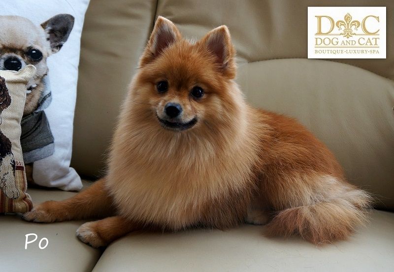 DOG AND CAT BOUTIQUELUXURY SPA, UAB Zoostilius šunų kirpykla