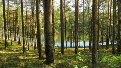 MIŠKŲ DARBAI, UAB