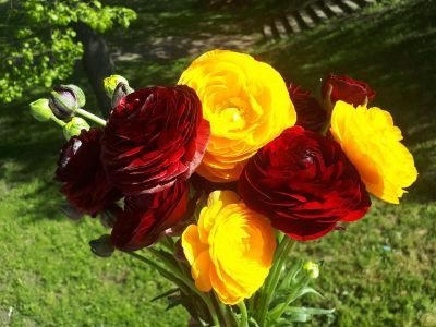 J. Skamarako buitinių paslaugų įmonė -  gėlių salonas, laidojimo paslaugos Ariogaloje