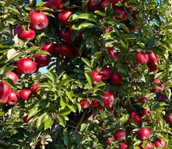 VIGANDO GRIGO MEDELYNAS - vaismedžių, vaiskrūmių, vynuogių sodinukai Utena