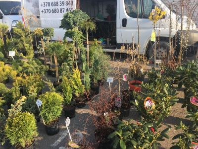 GERIKŲ MEDELYNAS - dekoratyvinių augalų ūkis Mažeikiai