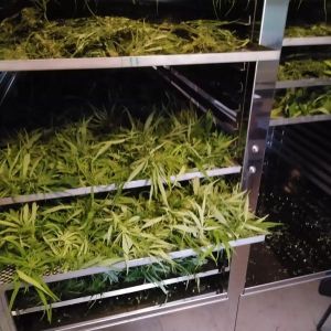 ŠIRONIJOS KANAPIŲ ŪKIS - kanapių produktai elektroninė prekyba, edukacinis turizmas