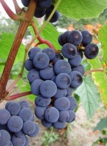 VAITIEKŪNŲ MEDELYNAS