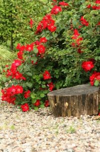 ROŽIŲ SODINUKAI Kauno apskritis, Ona ir Ričardas Elijošiai