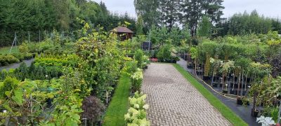 RASEINIŲ DVARO MEDELYNAS - dekoratyviniai augalai, daugiametės gėlės, vaiskrūmiai ir vaismedžiai  Raseiniai, Lietuva