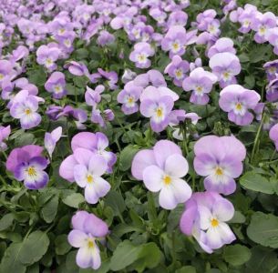 Pavasarinės gėlės