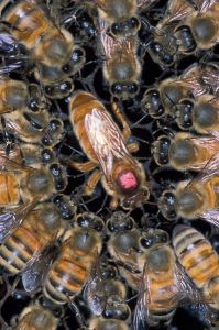 www.go-honey.lt, bičių motinėlės, kokybiškas medus