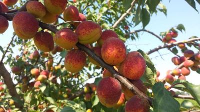MEDELYNAS BABTŲ VAISMEDŽIAI - Lietuvoje užauginti vaismedžiai, vaiskrūmiai, Babtai